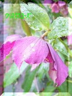 �N���X�}�X���[�Y