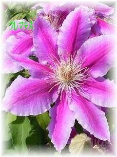 �N���}�`�X