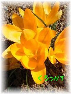 �N���b�J�X