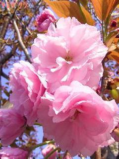 ���d��(1)